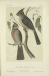 The Texan Cardinal Bird (Cardinalis sinuatus).