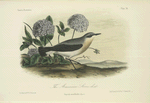 The American Stone chat (Saxicola oenanthides).