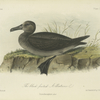 The Black-footed Albatross (Diomedea nigripes).