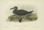 The Black-footed Albatross (Diomedea nigripes).