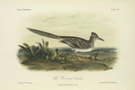 The Ground Cockoo (Geococcyx mexicanus).