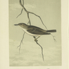 The Whip-Tom-Kelly (Vireosylvia altiloqua).