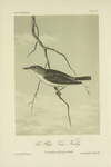 The Whip-Tom-Kelly (Vireosylvia altiloqua).
