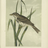 The Large billed Marsh Sparrow (Ammodromus rostratus).