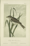 The Large billed Marsh Sparrow (Ammodromus rostratus).