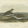 McCown's Bunting (Plectrophanes McCownii).