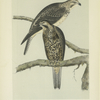 Baird's Buzzard (Buteo Bairdii).