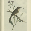 The Curved-billed Thrush (Toxostoma rediviva).
