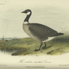 The White-necked Goose (Bernicla leucopareia).