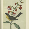 Kirtland's Warbler (Sylvicola Kirtlandii).