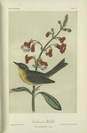 Kirtland's Warbler (Sylvicola Kirtlandii).