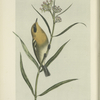 The Orange-breasted Warbler (Sylvicola olivacea).