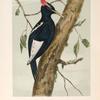 The Great-crested Woodpecker (Dryotomus imperialis).