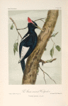 The Great-crested Woodpecker (Dryotomus imperialis).