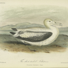 The Short-tailed Albatross (Diomedea brachyura).
