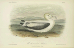 The Short-tailed Albatross (Diomedea brachyura).