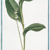 Lilium Convallium, album = Mughetto Floralise = Muguet. [Lily of the Valley]