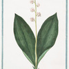 Lilium Convallium latifolium, flore pleno, variegato = Fioraliso, o Mughetto = Muguet.