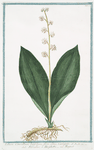 Lilium Convallium latifolium, flore pleno, variegato = Fioraliso, o Mughetto = Muguet.