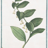 Polygonatum latifolium, vulgare = Gompccjoettp = Seau de Salomon. [Solomon's Seal]