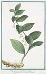 Polygonatum latifolium, vulgare = Gompccjoettp = Seau de Salomon. [Solomon's Seal]