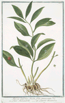 Ruscus latifolius fructu folio innascente = Lauro Alessandrino = Laurier alexandrin.