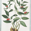 Ruscus angustifolius, fructu summis ramulis innascente. = Lauro Alessandrino = Laurier Alexandrin a feuilles étroites.
