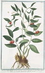 Ruscus angustifolius, fructu summis ramulis innascente. = Lauro Alessandrino = Laurier Alexandrin a feuilles étroites.