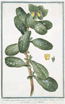 Cerinthe quorundam major, spinoso folio, flavo flore = Cerinte = Melinet. [Great Honeywort]