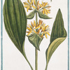 Gentiana major lutea = Genziana = Gentiane. [Great yellow gentian]