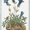 Gentiana alpina pumila brevi folio, sed flore coeruleo elegantissimo. [Southern gentian]
