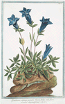 Gentiana alpina pumila brevi folio, sed flore coeruleo elegantissimo. [Southern gentian]