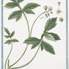 Hydrophyllon Morini Hort.