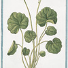 Soldanella Alpina, rotundo folio = Soldanella = Soldaneille. [Alpine Snow Bells]