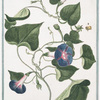Convolvulus major, floribus azzurreis = Villucchio, o Campanelle = Leferon.