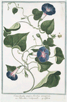 Convolvulus major, floribus azzurreis = Villucchio, o Campanelle = Leferon.
