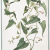 Convolvulus Scammonea dictus, macrorhyzos = Scammonèa = Scamonèe.