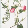 Convolvulus peregrinus, foliis Alceæ et Bryoniæ Americanæ in eadem planta, floribus suave rubentibus, umbelico candido, et radiis roseis pictis = Villuchio = Liseron.