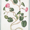 Convolvulus maritimus nostras rotundifolius = Soldanella marina minor = Brassica marina, sive Soldanella.
