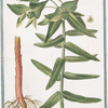 Tithymalus latifolius, Cataputiia dictus.
