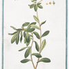Tithymalus Helioscopius = Titimalo Elioscopio = L'épurge. [Wart- weed]