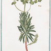 Tithymalus Sylvaticus, lunato flore C.B.P. = Tithymalus Sylvaticus, toto anno folia retinens = Titimalo = Titimale.