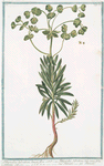 Tithymalus Sylvaticus, lunato flore C.B.P. = Tithymalus Sylvaticus, toto anno folia retinens = Titimalo = Titimale.