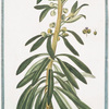 Tithymalus frutescens, americanus, Leucoii foliis, crassioribus, floribus atrorubentibus = Tithymalus americanus, arborescens, foliis amygdali obtusis.