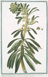 Tithymalus frutescens, americanus, Leucoii foliis, crassioribus, floribus atrorubentibus = Tithymalus americanus, arborescens, foliis amygdali obtusis.