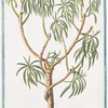 Tithymalus Americanus arborescens foliis Linriæ = Titimaglio = Titimale.