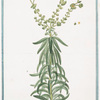 Tithymalus Linariæ foliis, floribus luteis lunatis = Titimalo = Titimale.