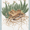 Tithymalus Euphorbium dictus. Euphobio-Tithymalus aizooides, caule ramoso procumbente, tetro, et nodoso, foliis nudo, florum petalis e candido roseis, bidentis, et tridentis = Euforbio = Euphorbe.