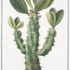 Tithymalus, aizooides,arborescens, caudce. angulari, spinosus, Nerii foliis. Euphorbio-Spinosum, ample Nerii folio = Euforbio = Euphorbe.