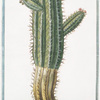 Tithymalus, seu Euphorbium, aizoooides, Africanus, validissimis, et longis spinis, caule præa;to, crasso, ramoso, et sulcato, angulato, spinis, atronigricantibus.